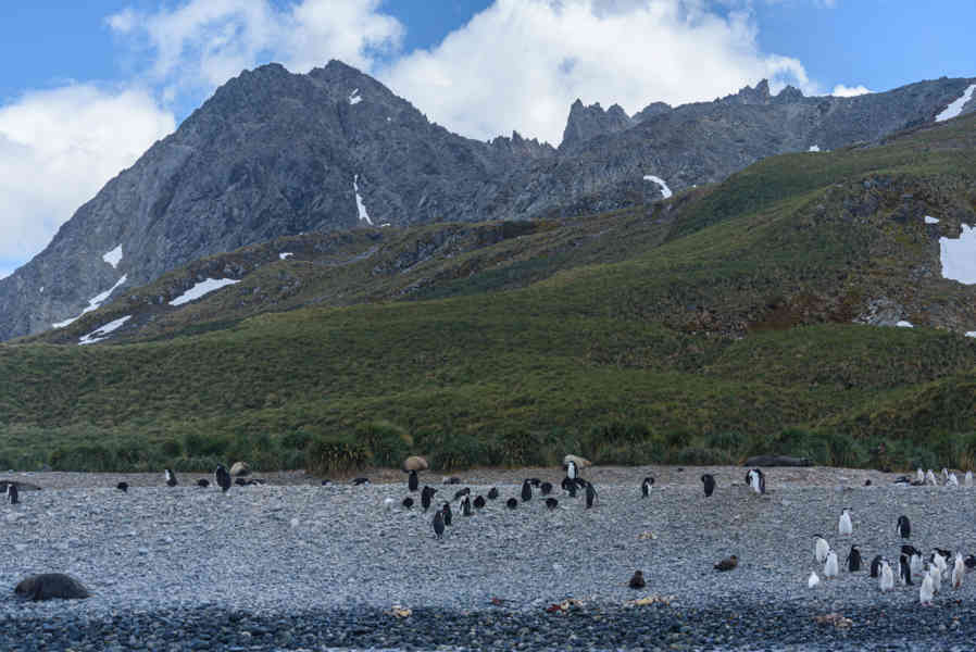 Pingüino Chinstrap - islas Georgias del Sur 01.jpg